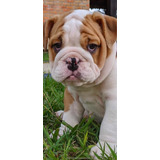 Bulldog Ingles Cachorros Medellin Bogota Cali Ventas