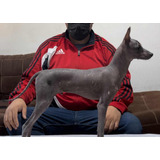 Xoloitzcuintle Miniatura Con Pedigree En Venta!!