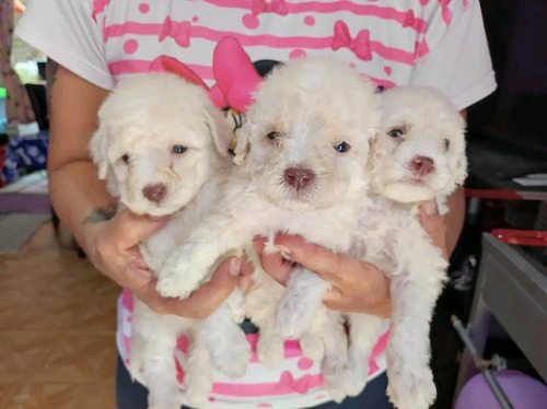 Poodle Toy Bebe Apricot Y Blanco 