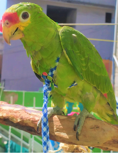 Arnes Correa Para Aves Cotorro Perico Loro Ninfa Cacatúa 