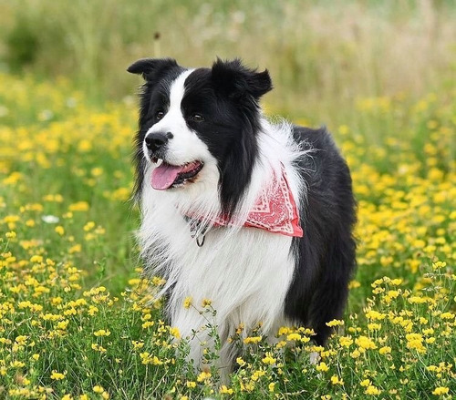 Border Collie Linaje  Importado 1372