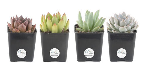 Plantas Vivas Haworthia De Costa Farms, Echeveria