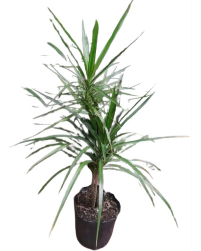 Planta Dracena Marginata + Maceta Misionera 