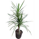 Planta Dracena Marginata + Maceta Misionera 