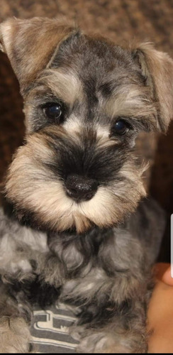 Schnauzer Mini  Sal Y Pimienta Macho Seña