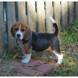 Cachorro Beagle Perrito Puppy Cachorritos