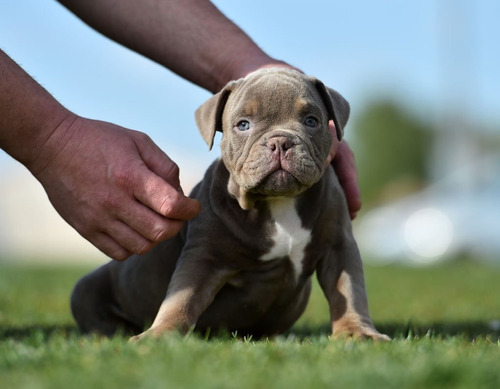 Cachorros Bully Perros Medellin