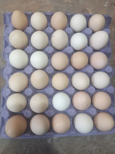 Huevos Fertiles X Maple(30 Huevos)