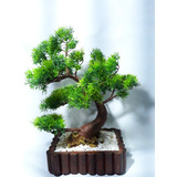 Bonsai Artificial Árvore  Pinheiro  Vaso Madeira