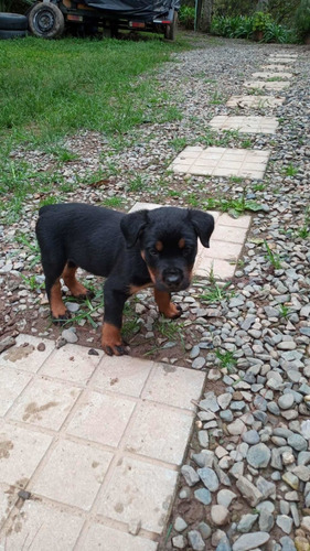 Cachorros Rotweiler Precio Especial Mascotas Rionegro