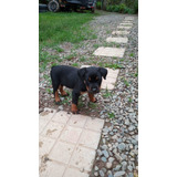 Cachorros Rotweiler Precio Especial Mascotas Rionegro