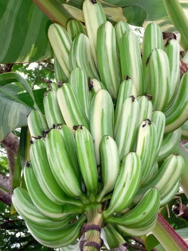 Muda De Banana Variegata