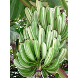 Muda De Banana Variegata