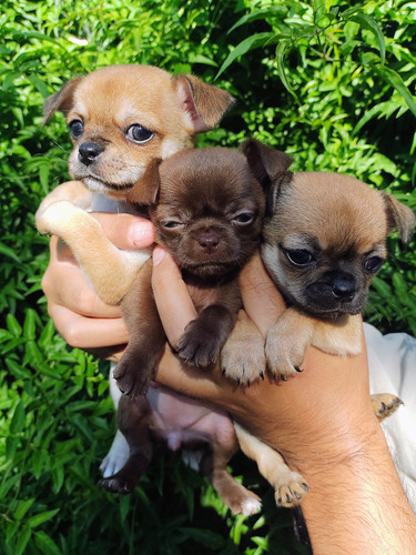 Cachorros Chihuahua Con Papeles Fca (último Macho)