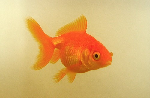 Goldfish Chico Surtido Oferta A Mundo Acuatico