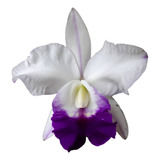 Orquidea Cattleya Blc Robert Strait Blue ' Hawai * Adulta *