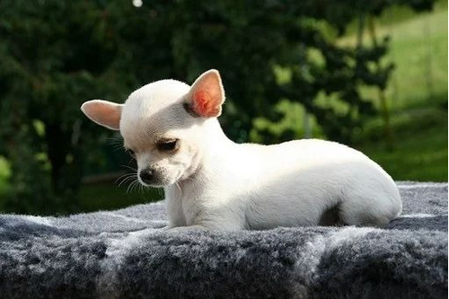 Cachorro Chihuahua Blanco Cabeza De Manzana 033