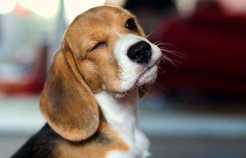 Cachorro Beagle Tricolor 23
