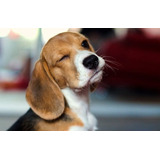 Cachorro Beagle Tricolor 23