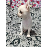 Chihuahua De Bolsillo