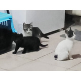 Gatitos En Adopción Responsable Con Seguimiento 