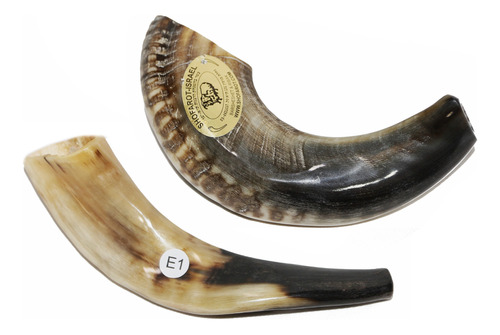 Shofar Chifre De Carneiro De Tocar - De Israel E1 25-29 Cm