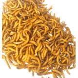 Tenebrio Monitor Larvas Molitor (300 Larvas)