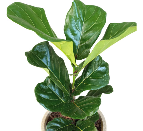 Ficus Pandurata Grande - Hermoso - Entrega Gratis Caba Y Gba