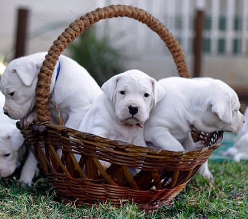 Cachorros Dogo Argentino Premium 21