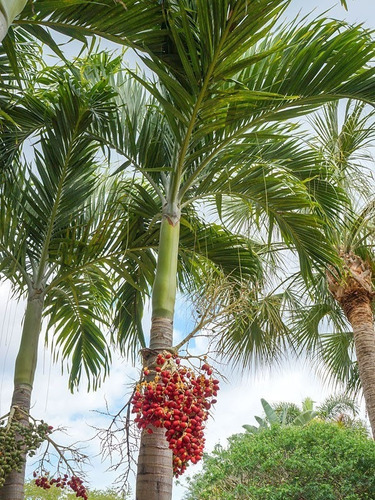 Palmeira Veitchia Havaiana ( 10 Sementes P/ Plantio Mudas )