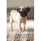 Cachorro Pug Carlino 19