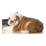 Cachorro Bulldog Ingles 02