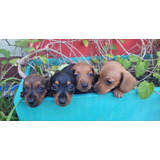 Dachshund Salchicha Kaninchen Macho Fca Bellisimo!!!!