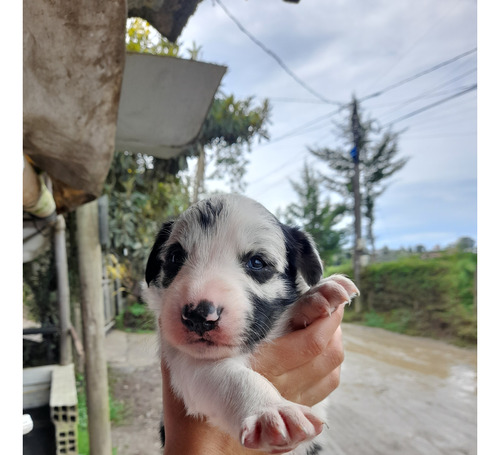 Cachorros Border Collie