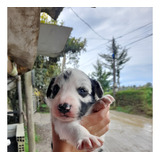 Cachorros Border Collie