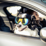 Lentes De Sol Uv Para Perros Medianos Y Grandes