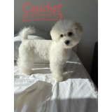 Cachorro Caniches Blancos 011