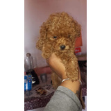 Hermosa Hembra Poodle Roja Pequeña Disponible