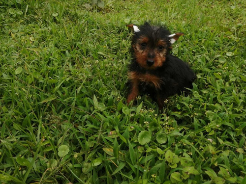 Cachorro Yorkshire Terrier Macho 