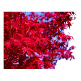 Plantas De Acer Japonico 0.40