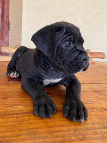 Cachorro Cane Corso Pura Raza