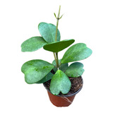 Hoya Kerrii Mediana | Planta Corazón | Planta Exótica