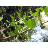 Coronillo Scutia Buxifolia Arbol Nativo Mariposa Bandera Arg