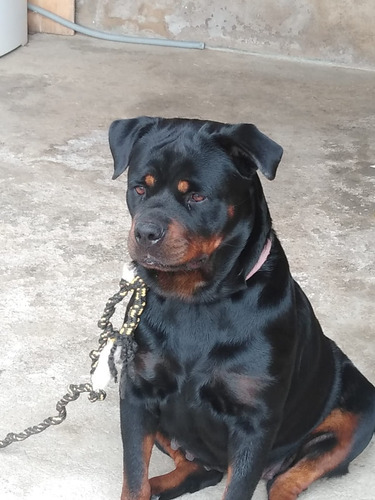 Filhtes De Rottweiler Cabeça De Touro