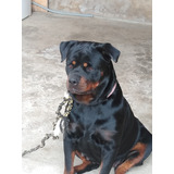 Filhtes De Rottweiler Cabeça De Touro