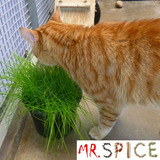 Sementes Grama Dos Gatos Catgrass Ideal P/ Jardim Ou Vasos