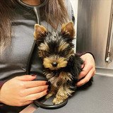 Yorkshire Terrier Miniatura Cup