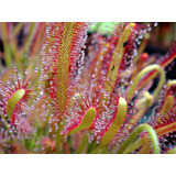 Planta Carnivora Drosera Capensis, Oferta !!envío Todo Pais