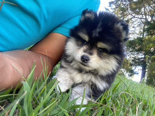 Cachorra Pomsky Medellín Animal Pets Colombia 