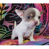 Hermoso Chihuahua Lilac Exotico